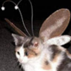 Meet your Posher, Isabella